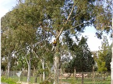 Disboscamento e taglio alberi